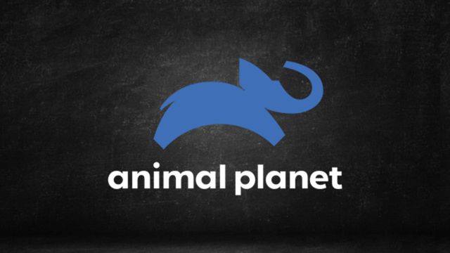 Assistir Animal Planet ao vivo HD 24 horas online grátis ao Vivo